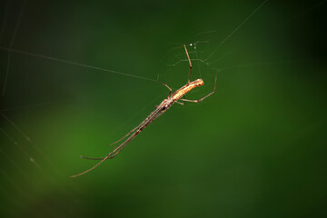 Spiders on wild plants, North China