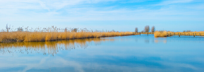 Reed along the edge of a lake in wetland under a bright blue cloudy sky in winter, Almere, Flevoland, The Netherlands, February 21, 2021