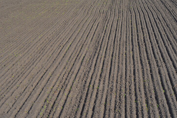 Agriculture: tilled, plowed and sowed black soil background. Seed sowing by placing seeds in furrows using drilling method.