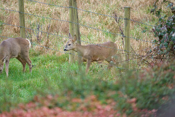 roe deer feeding in a field of green winter grass