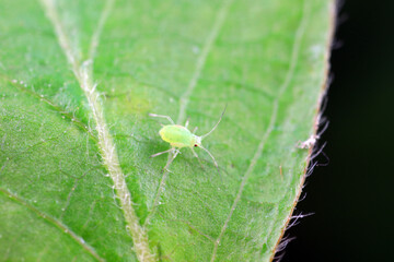 Aphids crawling on wild plants, North China
