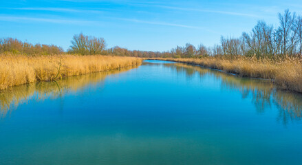 Fototapeta na wymiar Reed along the edge of a lake in wetland under a bright blue cloudy sky in winter, Almere, Flevoland, The Netherlands, February 21, 2021
