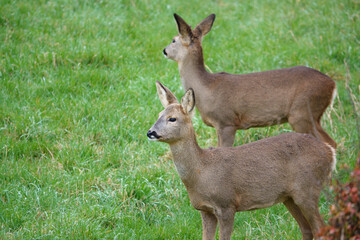 roe deer feeding in a field of green winter grass