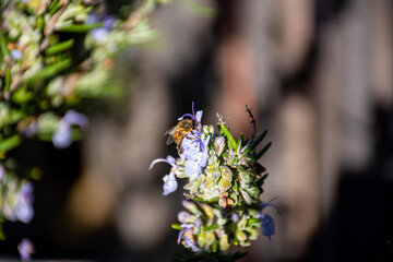 Honey Bee on Rosemary Flower in Garden