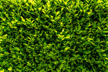 A floral wide shot pattern of a green bush