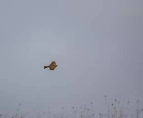 Golden Plover Pluvialis dominica flying in a winter sky