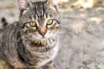 Naklejka na ściany i meble Close up portrait of young gray striped cat outdoors. Household pet, green eyes.