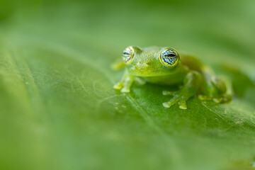 Ghost Glass Frog (Sachatamia ilex) or Limon Giant Glass Frog, fascinating eyes with black, white and blue lines, green skin, resting on a green leaf in the rainforest