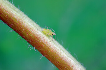Aphids crawling on wild plants, North China