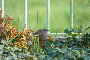close up of a Dunnock hunting for food amongst the border plants
