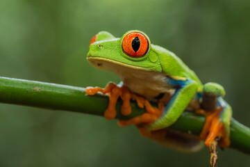 Small tropical multicolored frog with big red eye, green, white, yellow and blue screen with orange feet, holding to a stem with a blurred green background, Red-eyed Tree Frog (Agalychnis Callidryas)