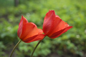 Two bright red tulips bloom side by side.