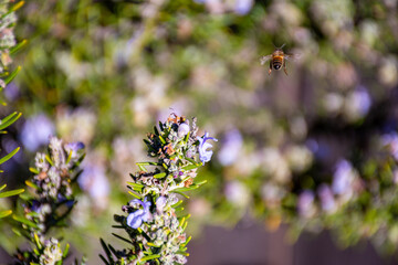 Honey Bee on Rosemary Flower in Garden