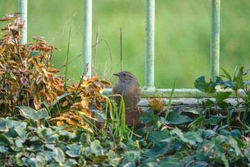 close up of a Dunnock hunting for food amongst the border plants