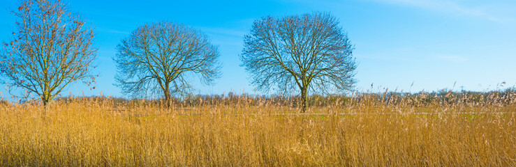 Field with reed, bushes and trees in wetland under a blue cloudy sky in sunlight in winter, Almere, Flevoland, The Netherlands, February 21, 2021