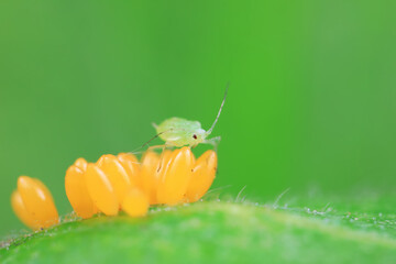 Aphids crawling on ladybird eggs, North China