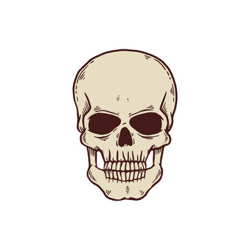 Old-time vintage engraving of the Skull, hand drawn vector illustration isolated.