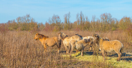 Horses along a path in a field with reed, bushes and trees in wetland under a blue cloudy sky in sunlight in winter, Almere, Flevoland, The Netherlands, February 21, 2021 © Naj