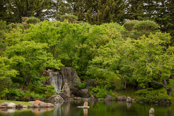 Fototapeta na wymiar Beautiful pond with waterfall in Japanese garden