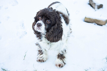 Springer and cocker spaniel dog muzzle close-up portrait. Long ears in a hunting dog. White snow in...