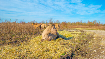 Horses along a path in a field with reed, bushes and trees in wetland under a blue cloudy sky in sunlight in winter, Almere, Flevoland, The Netherlands, February 21, 2021 © Naj