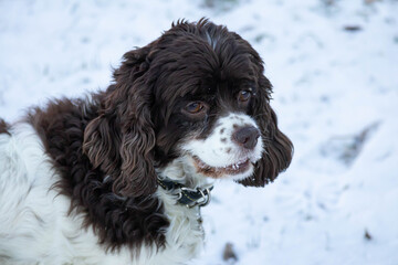 Springer and cocker spaniel dog muzzle close-up portrait. Long ears in a hunting dog. White snow in the background.