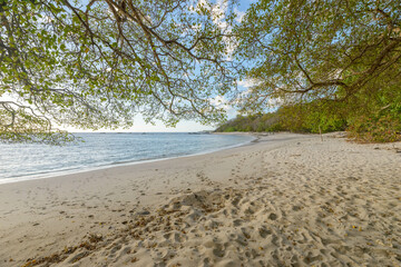 Beach seen under a native tree in Costa Rica