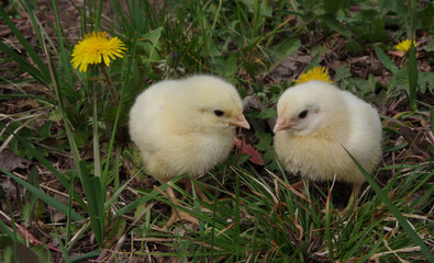 Ross-708 is an artificially bred breed of chickens, characterized by rapid weight gain. Third day of life. Selective focus close up.