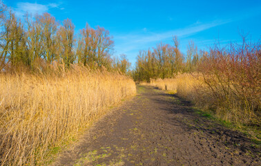 Field with reed, bushes and trees in wetland under a blue cloudy sky in sunlight in winter, Almere, Flevoland, The Netherlands, February 21, 2021