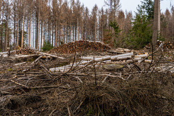 Forest dieback as a result of climate change in the Westerwald, Germany