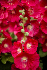 Close up of vibrant red hollyhock flowers