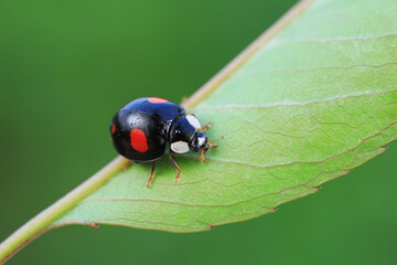 Ladybugs crawling on wild plants, North China