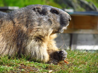 marmot in the grass