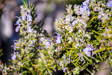 Honey Bee on Rosemary Flower in Garden