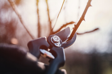 Garden work of spring. Farmer hand prunes and cuts branches of a tree in the garden with pruning...