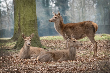 Gathering of deer
