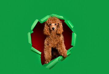 Cute little red poodle on a green background