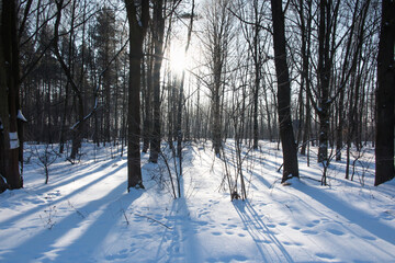 forest covered with snow and sunlit from the opposite direction
