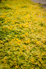 Creeping jenny with yellow blossoms