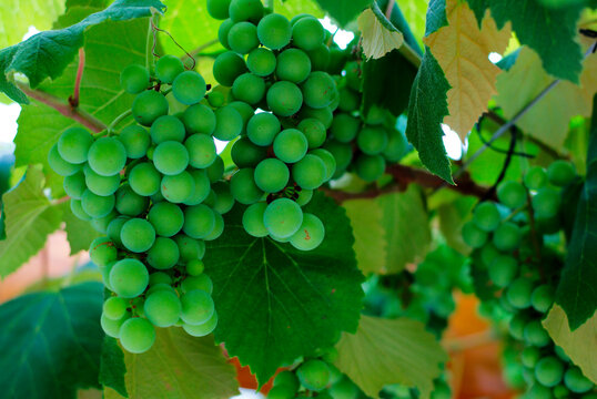 Primer plano de uvas verdes en la vid y hojas de parra