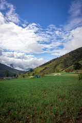 Naklejka premium Image of a long onion crop in Tenerife, El cerrito Valle del Cauca Colombia. The Colombian Andes.