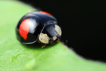 Ladybugs crawling on wild plants, North China
