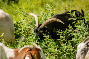 Goats grazing in summer fields