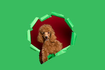 Cute little red poodle on a green background