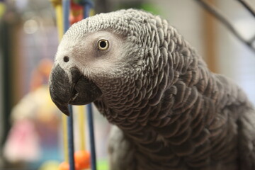 close up of a parrot