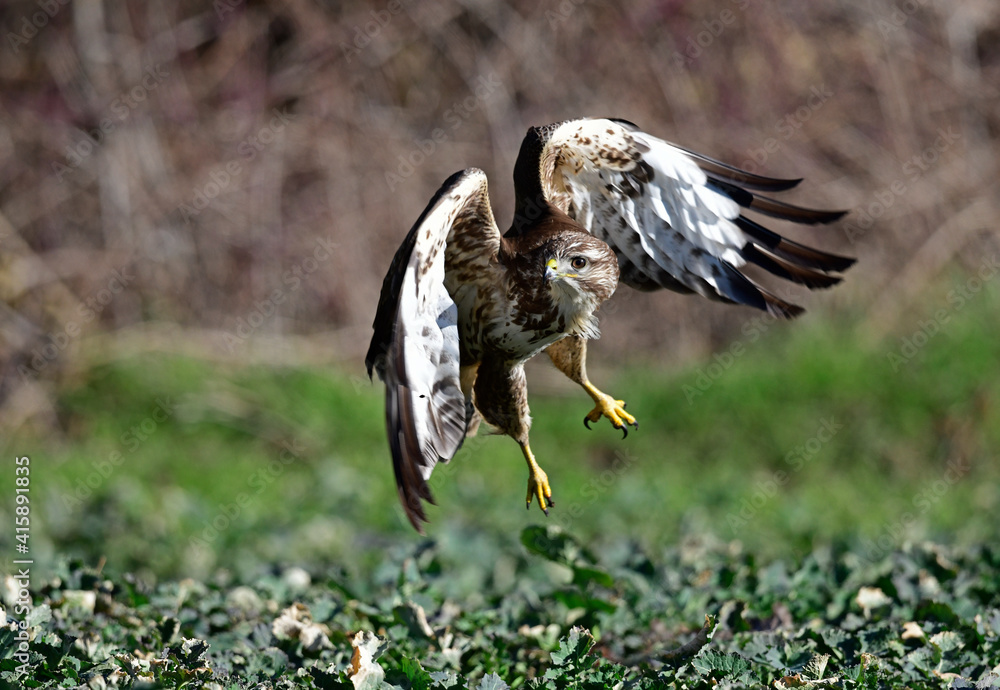 Wall mural hunting Common Buzzard (Buteo buteo) // jagender Mäusebussard (Buteo buteo)