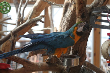 parrot in the cage