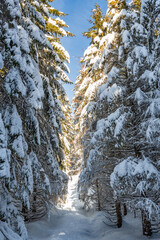 sapins enneig&eacute; du Jura