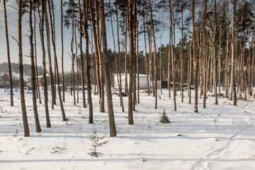 thin pine forest in winter