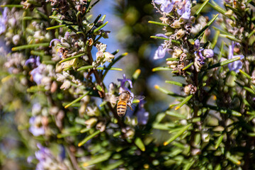 Honey Bee on Rosemary Flower in Garden